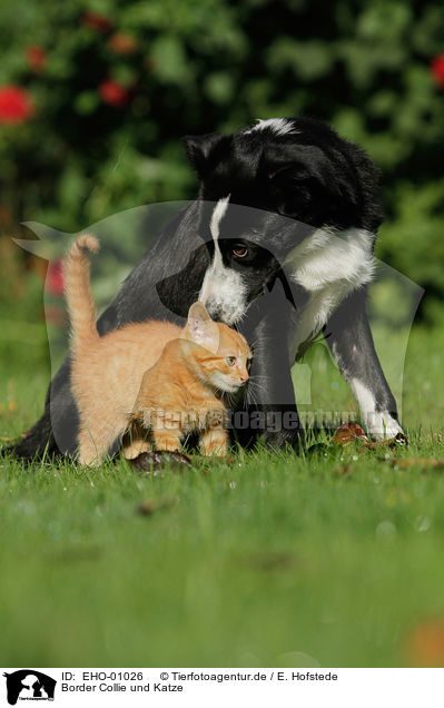 Border Collie und Katze / EHO-01026