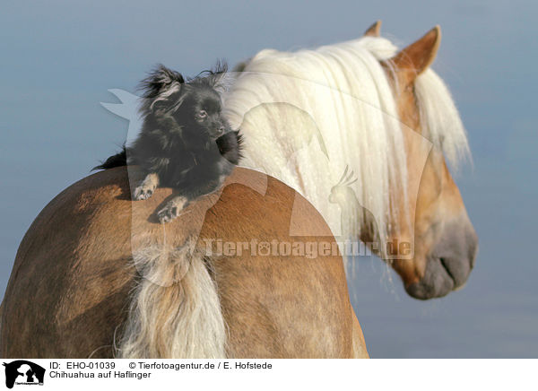 Chihuahua auf Haflinger / EHO-01039