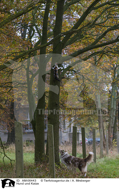 Hund und Katze / AM-06443