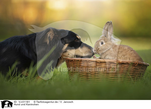 Hund und Kaninchen / VJ-01181