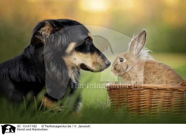 Hund und Kaninchen / VJ-01182