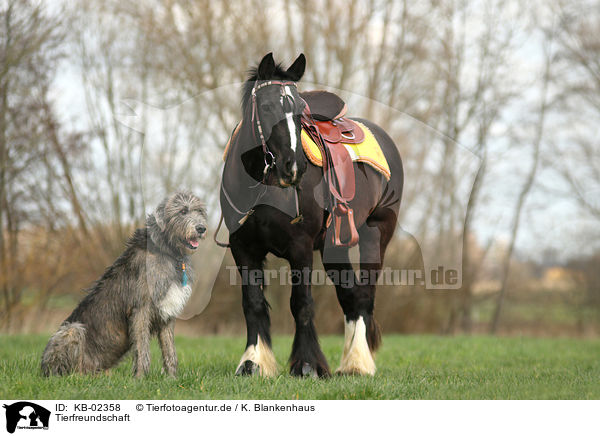 Tierfreundschaft / animal friends / KB-02358