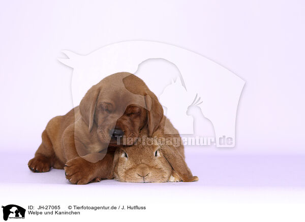 Welpe und Kaninchen / puppy and rabbit / JH-27065