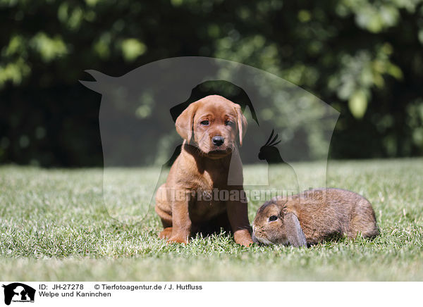 Welpe und Kaninchen / puppy and rabbit / JH-27278