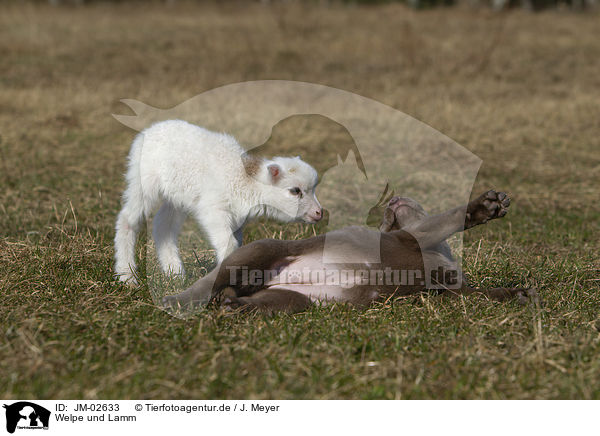 Welpe und Lamm / puppy and lamb / JM-02633