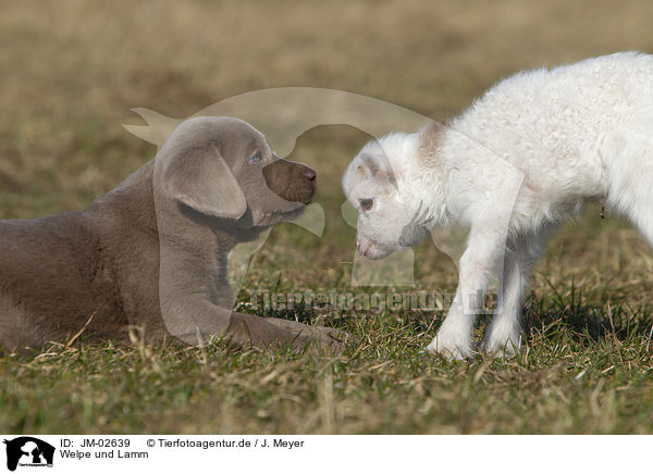 Welpe und Lamm / puppy and lamb / JM-02639