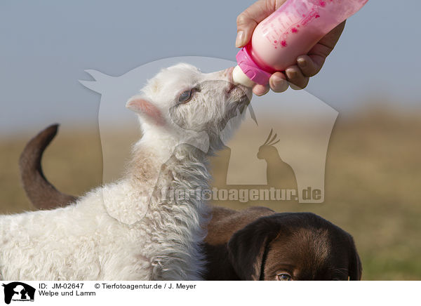 Welpe und Lamm / puppy and lamb / JM-02647