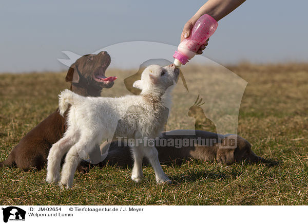 Welpen und Lamm / puppies and lamb / JM-02654