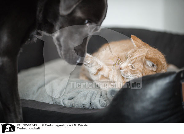Tierfreundschaft / animal friends / NP-01343
