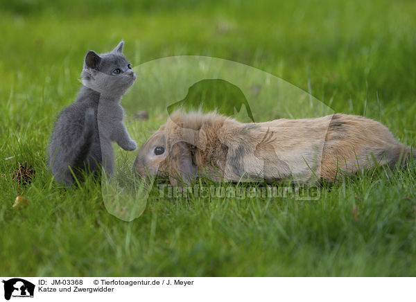 Katze und Zwergwidder / JM-03368