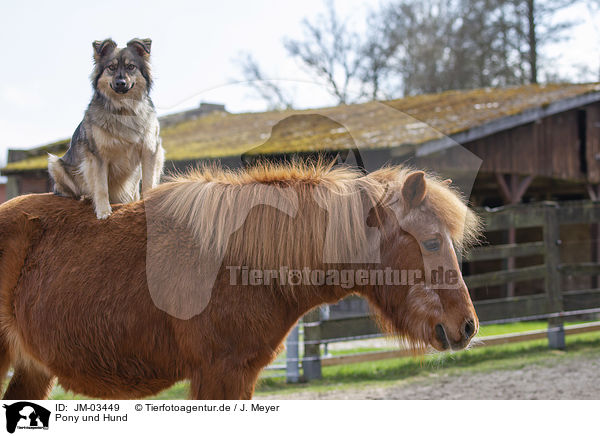 Pony und Hund / JM-03449