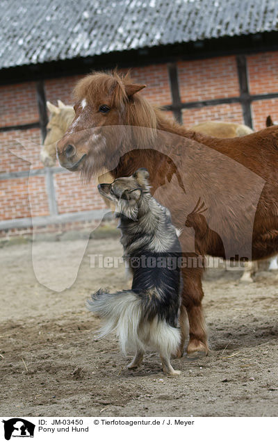 Pony und Hund / JM-03450