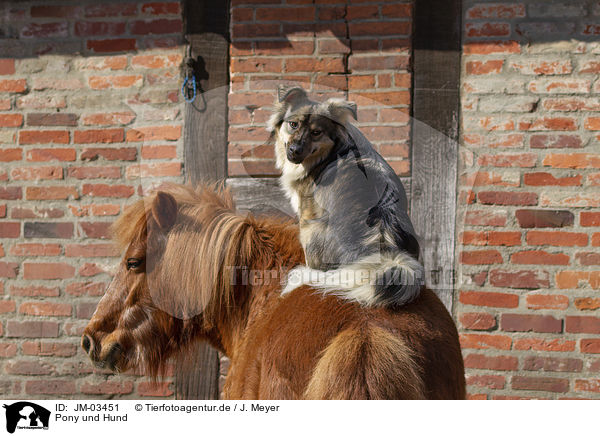 Pony und Hund / pony and dog / JM-03451