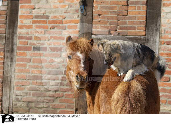 Pony und Hund / JM-03452