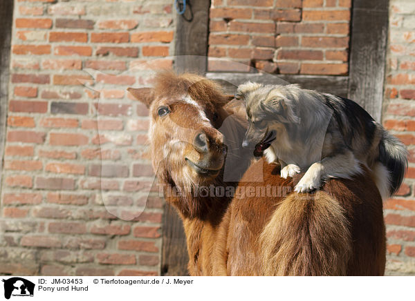 Pony und Hund / pony and dog / JM-03453
