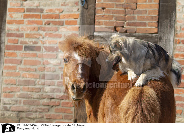 Pony und Hund / JM-03454