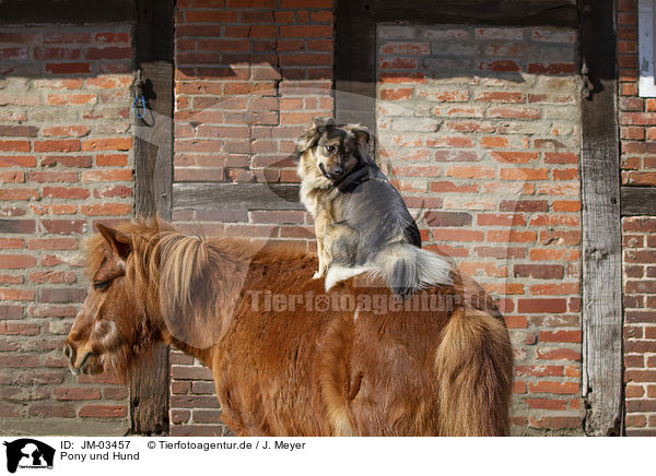 Pony und Hund / JM-03457
