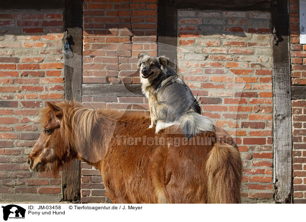 Pony und Hund / JM-03458