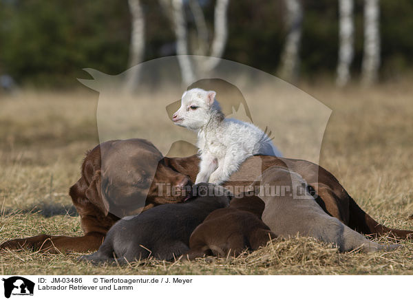 Labrador Retriever und Lamm / Labrador Retriever and lamb / JM-03486