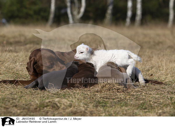 Labrador Retriever und Lamm / JM-03490