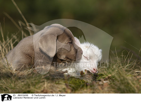 Labrador Retriever und Lamm / JM-03499