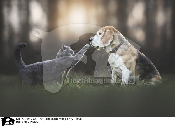 Hund und Katze / dog and cat / KFI-01933