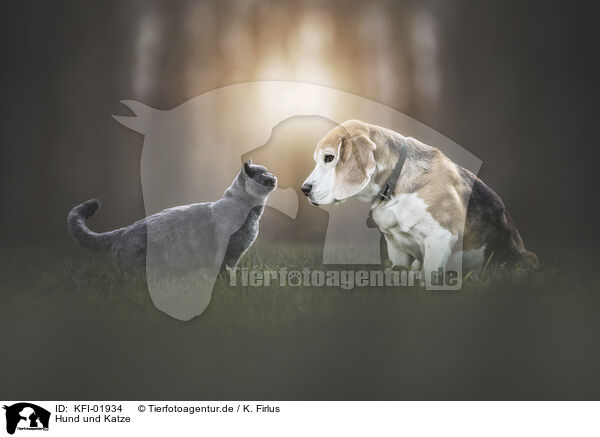 Hund und Katze / KFI-01934