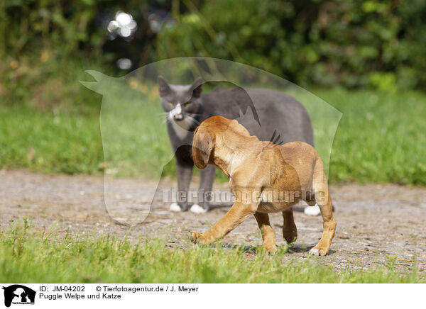 Puggle Welpe und Katze / Puggle Puppy and cat / JM-04202