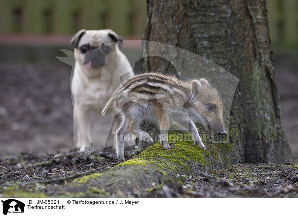 Tierfreundschaft / JM-05321