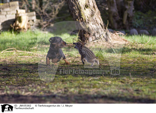 Tierfreundschaft / JM-05382