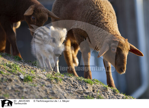 Tierfreunde / JM-05395