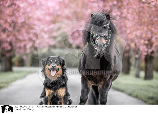 Hund und Pony / dog and pony / JRO-01416