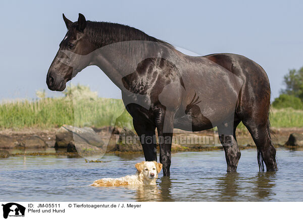 Pferd und Hund / horse and dog / JM-05511
