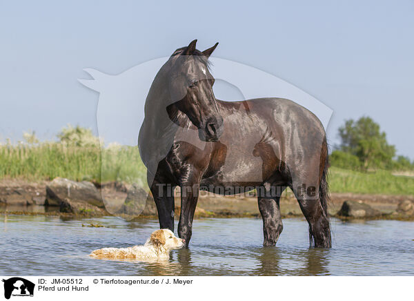 Pferd und Hund / horse and dog / JM-05512