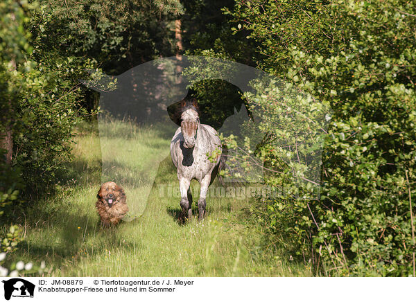 Knabstrupper-Friese und Hund im Sommer / JM-08879