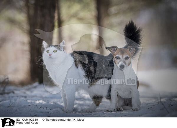Hund und Katze / dog and cat / KAM-02339
