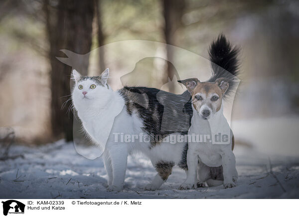 Hund und Katze / KAM-02339