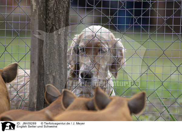 English Setter und Schweine / JM-09289