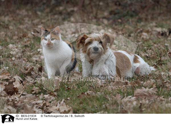 Hund und Katze / dog and cat / BES-01834