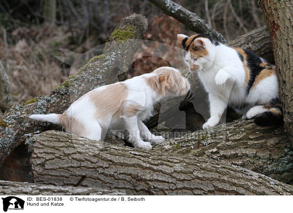 Hund und Katze / BES-01838