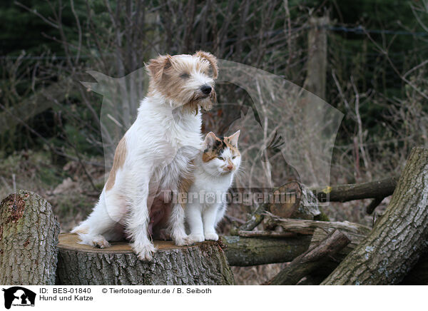 Hund und Katze / dog and cat / BES-01840