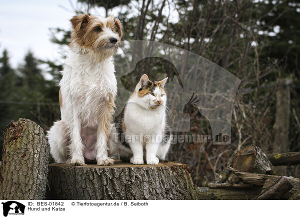 Hund und Katze / dog and cat / BES-01842