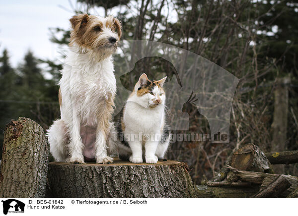 Hund und Katze / BES-01842