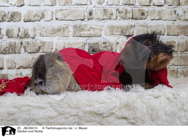 Dackel und Nutria / coypu and Dachshund / JM-09414