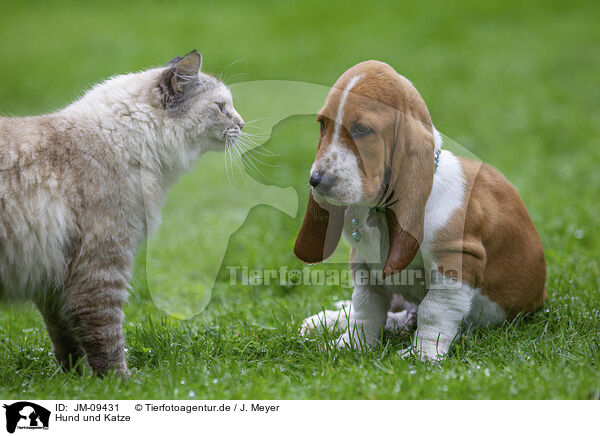 Hund und Katze / JM-09431