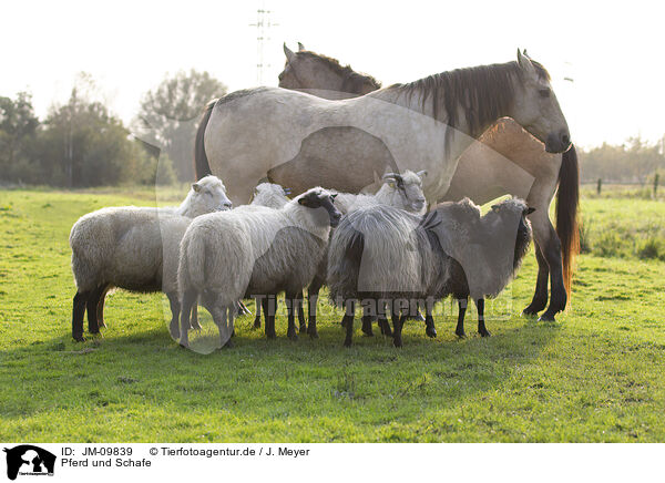 Pferd und Schafe / JM-09839