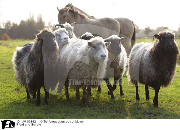 Pferd und Schafe / horse and dogs / JM-09842