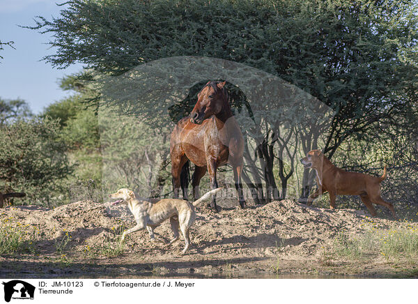 Tierreunde / Animal Friends / JM-10123