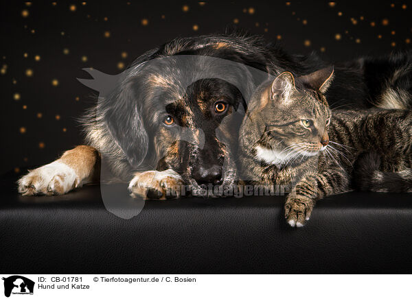 Hund und Katze / dog and cat / CB-01781