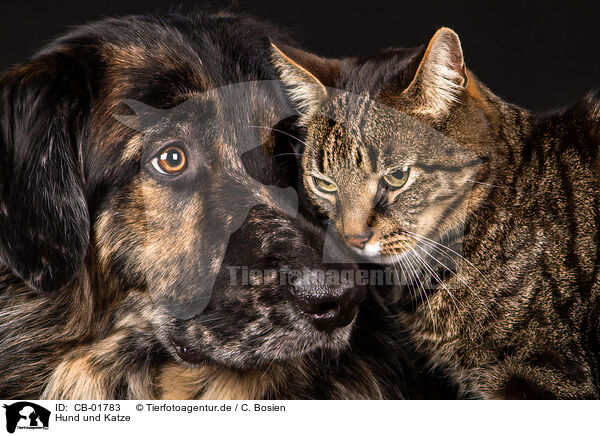 Hund und Katze / CB-01783